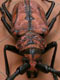 AEOLESTHES