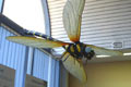 ANOTOGASTER