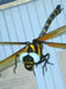 ANOTOGASTER