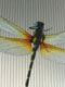 ANOTOGASTER