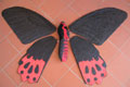 ATROPHANEURA