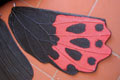 ATROPHANEURA