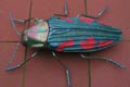 BUPRESTIS