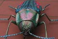 BUPRESTIS