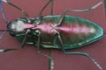 BUPRESTIS