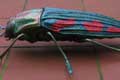 BUPRESTIS