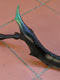 CHEIROTONUS