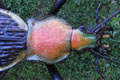 COPTOLABRUS