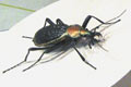 COPTOLABRUS