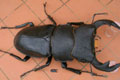 DORCUS
