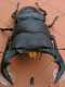 DORCUS