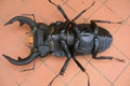DORCUS
