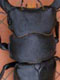 DORCUS