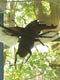 DORCUS