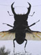 DORCUS