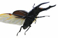 DORCUS
