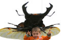 DORCUS