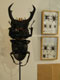 DORCUS