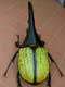 DYNASTES