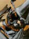 DYNASTES