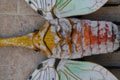 FULGORA