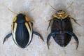 HYDACTICUS VITTATUS