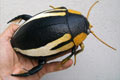 HYDACTICUS VITTATUS