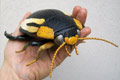 HYDACTICUS VITTATUS