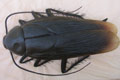 PERIPLANETA
