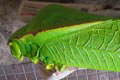 PHYLLOPHORINA