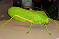 PHYLLOPHORINA