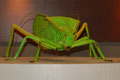 PHYLLOPHORINA