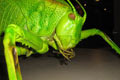 PHYLLOPHORINA