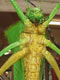 PHYLLOPHORINA