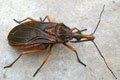 RHODNIUS PROLIXUS