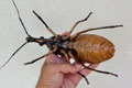 RHODNIUS PROLIXUS