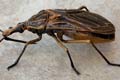 RHODNIUS PROLIXUS