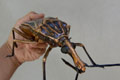 RHODNIUS PROLIXUS