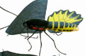 TROIDES