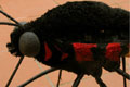 TROIDES