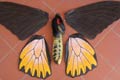 TROIDES