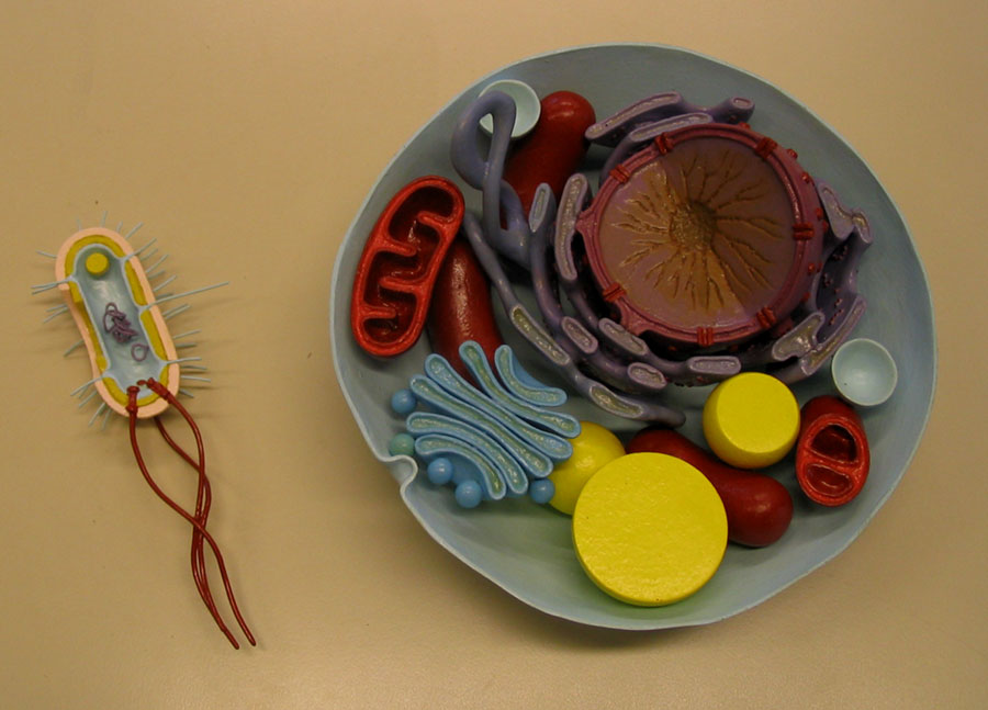 Choose either a plant or animal cell to make and . 3d cell model project