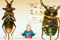 BUGS in PHILLY