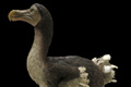 DODO