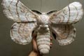 BOMBYX