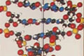 DNA