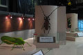 INSECT-MUSEUM-TAIWAN