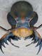 INSECT HEAD