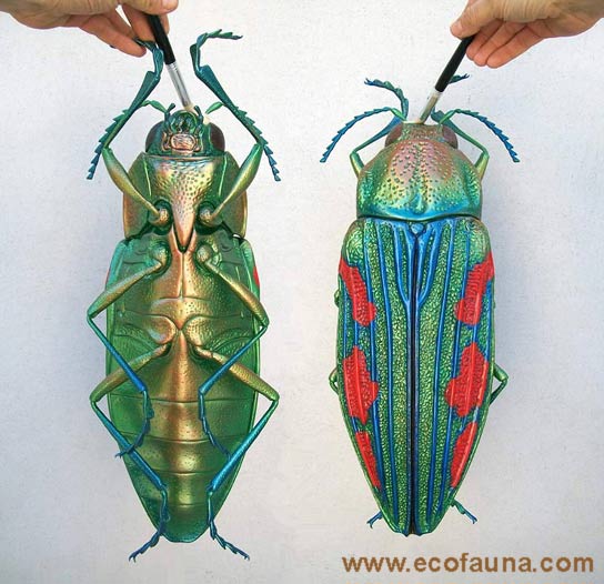 PAINTING BUPRESTIS